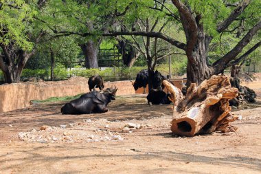 Hayvanat bahçesinde yerde yatan siyah boğaların manzarası.