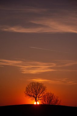 Gün batımına karşı ağaç siluetlerinin güzel bir manzarasının dikey görüntüsü.