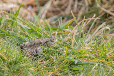Sıradan bir kurbağanın yakın plan fotoğrafı.