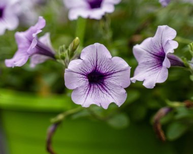 Mor Surfinia çiçeklerinin bulanık arkaplanlı seçici odak çekimi