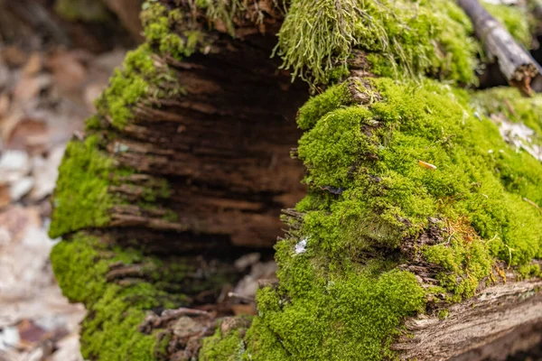 Closeup Shot Fallen Tree Covered Moss — Fotografia de Stock