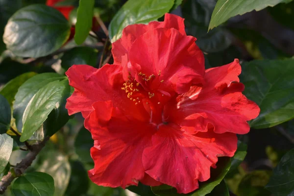 Primer Plano Flor Rosa China Creciendo Jardín — Foto de Stock