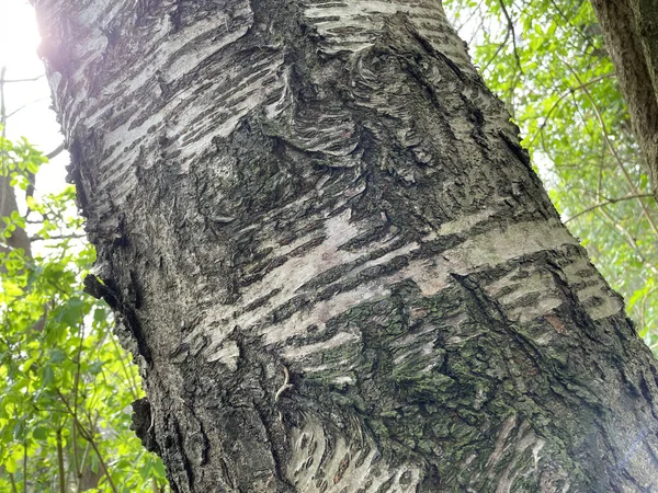 Close Uma Casca Árvore Floresta — Fotografia de Stock