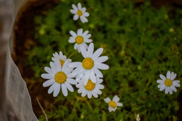 Een Ondiepe Focus Shot Van Duitse Kamille Bloemen Met Wazig — Stockfoto
