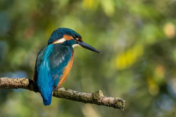 Belo Tiro Rio Kingfisher Sentado Ramo — Fotografia de Stock