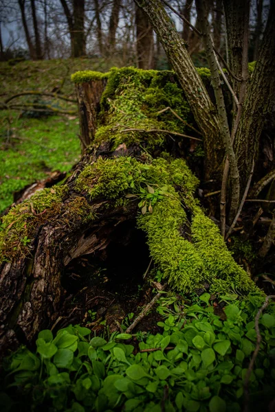 Krásný Záběr Zelené Trávy Malých Listů Rostoucích Kolem Stromů Lese — Stock fotografie