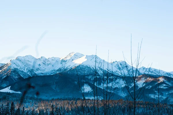 Een Prachtig Landschap Van Bos Een Besneeuwd Bergachtig Gebied — Stockfoto