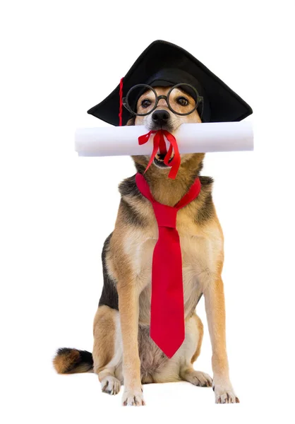 Perro Mestizo Con Gorra Gafas Corbata Diploma Graduación Sobre Fondo — Foto de Stock