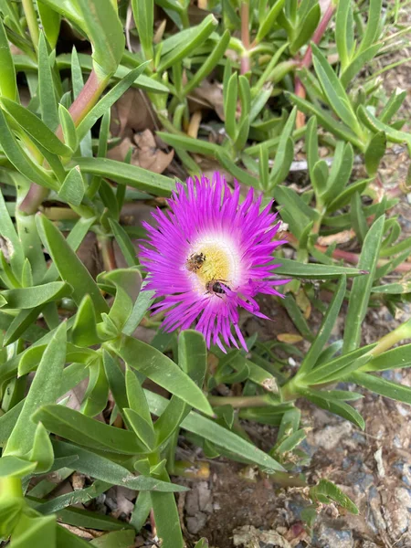 Insetos Voando Sobre Uma Flor Roxa Echinacea Primavera — Fotografia de Stock