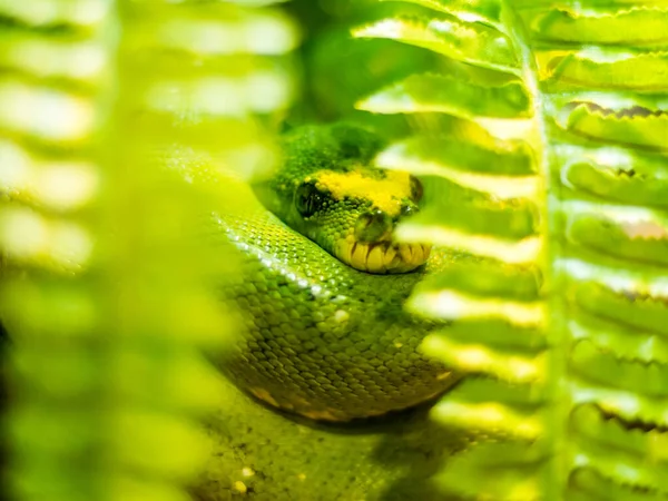 一只可爱的绿树蟒蛇蜷缩在一个有叶子的球中的选择性聚焦镜头 — 图库照片