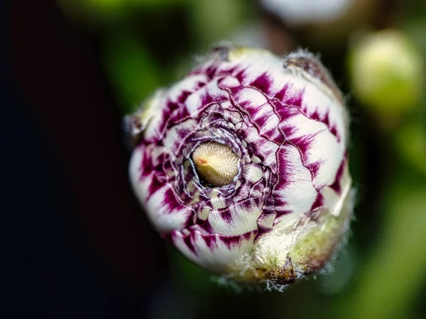 Κάθετη Βολή Ενός Λευκού Μωβ Μοτίβο Μικρό Buttercup Ranunculus Απομονώνονται — Φωτογραφία Αρχείου