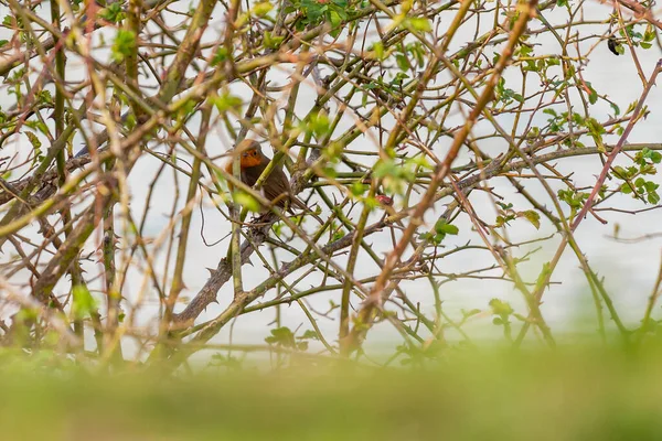 木の葉を通して見た小さな鳥のクローズアップショット — ストック写真