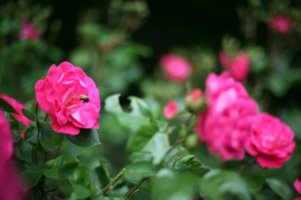 Närbild Rosa Delikata Rosor Trädgården — Stockfoto