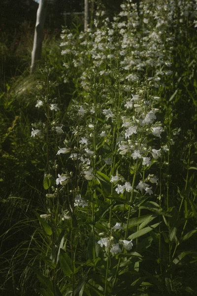 Egy Függőleges Felvétel Virágzó Fehér Virágokról — Stock Fotó