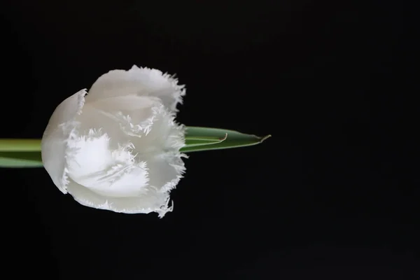 Ένα Κάθετο Πλάνο Από Μια Λευκή Κροσσωτή Τουλίπα Πράσινα Φύλλα — Φωτογραφία Αρχείου