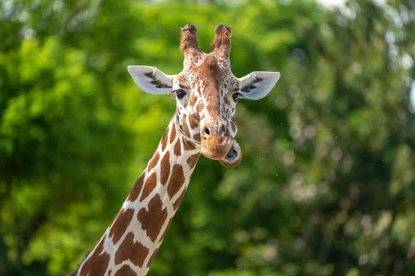 Testa Giraffa Reticolata Allo Zoo — Foto Stock