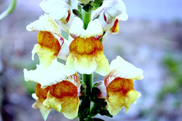 Linaria Vulgaris Çiçeğinin Yakın Çekimi — Stok fotoğraf