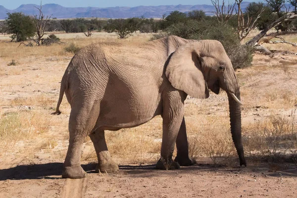 Éléphant Qui Marche Dans Nature — Photo