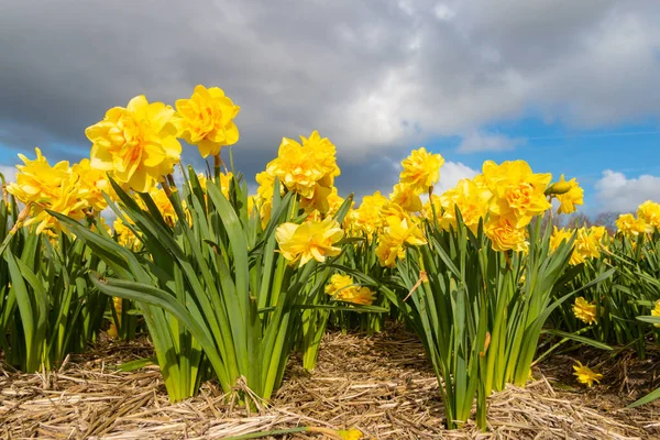 Beautiful Shot Narcissus Dick Wilden Flowers Gray Sky Background — Stockfoto