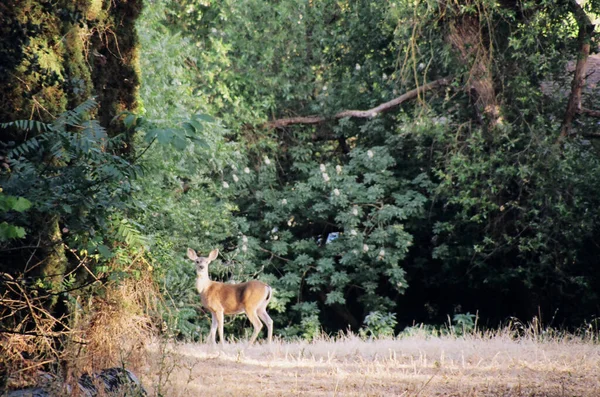 Ciervo Joven Pie Cerca Los Árboles Bosque Mirando Cámara — Foto de Stock