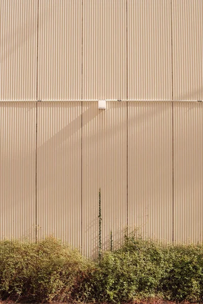 晴れた日には都市の木製の壁による緑の植物の美しい垂直ショット — ストック写真