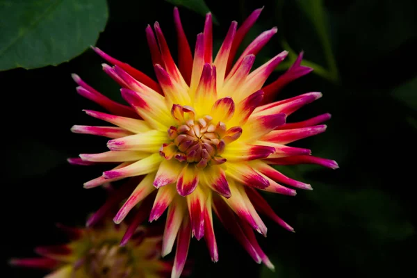 Close Shot Semi Cactus Dahlia Tahiti Sunrise Grown Garden Spring — Stock Photo, Image