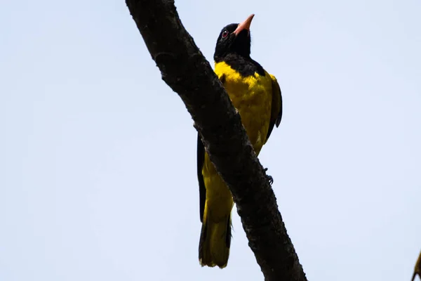 金丝雀是由黑头金丝雀组成的特写镜头 栖息在树枝上 — 图库照片