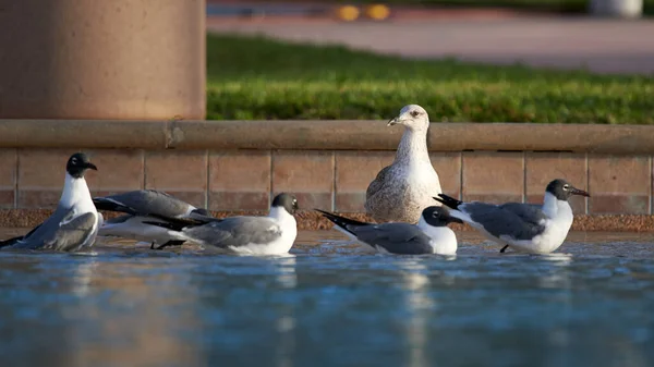 Selective Focus Shot Seagulls Refreshing Pond Water — Stock Photo, Image