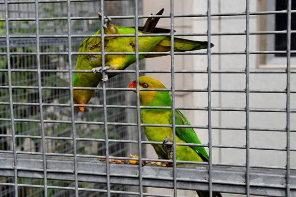 Primo Piano Due Lorikeet Dalla Testa Gialla Che Giocano Una — Foto Stock