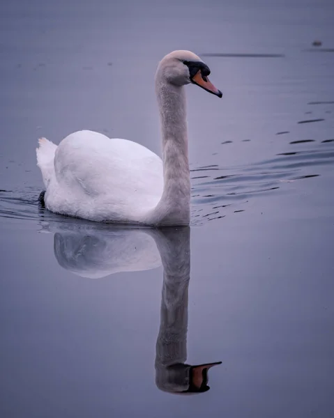 湖で泳ぐ白鳥の垂直ショット — ストック写真