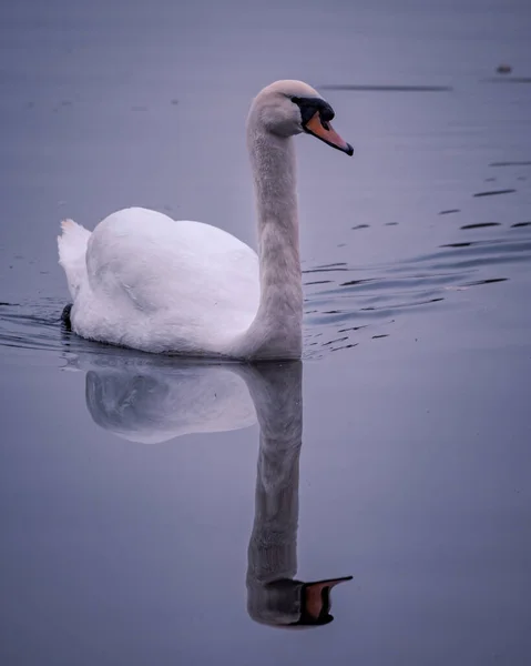 Tiro Vertical Cisne Nadando Lago — Foto de Stock