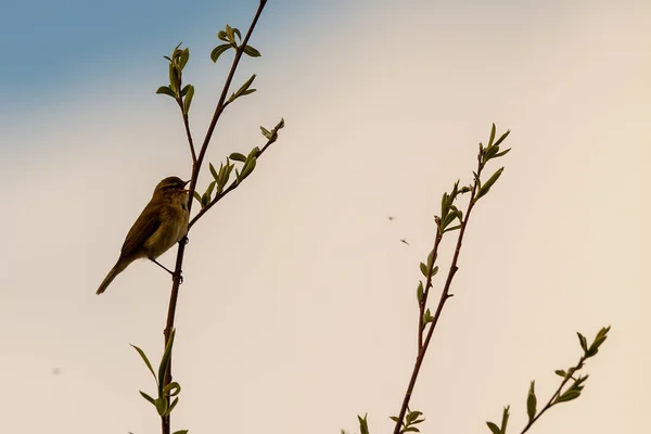 木の枝に垂れた鳥の選択的焦点 — ストック写真