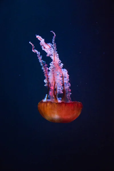 Вертикальный Снимок Прекрасной Медузы Темно Синем Море — стоковое фото