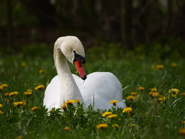 Beautiful Mute Swan Cygnus Olor Field Yellow Flowers — Stock Photo, Image