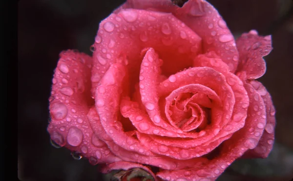 Bulanık Arkaplanda Çiy Damlaları Olan Pembe Bir Gül — Stok fotoğraf