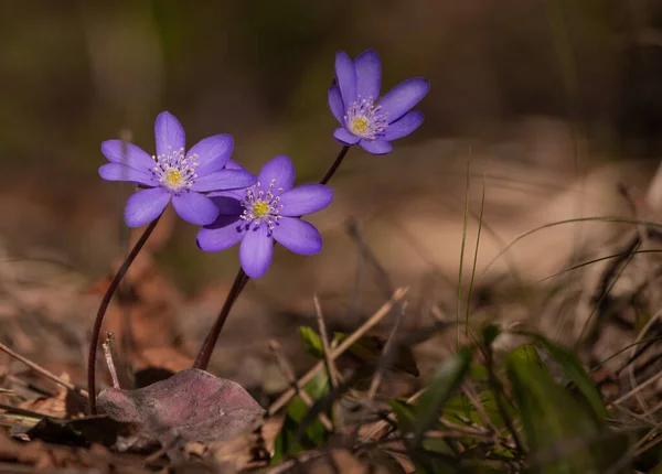 Beau Cliché Fleurs Violettes Sauvages — Photo