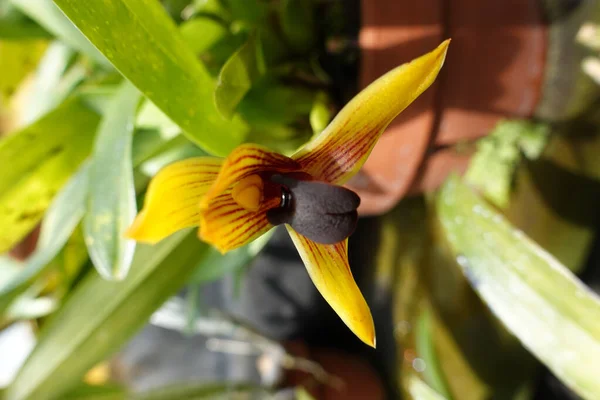 Tiro Seletivo Foco Orquídea Maxillaria Amarela Potted — Fotografia de Stock