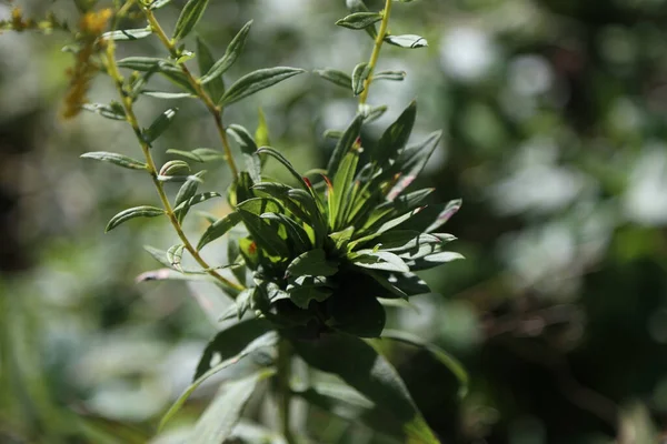 Sebuah Gambar Close Seup Tumbuh Cabang Semak Dengan Daun Hijau — Stok Foto