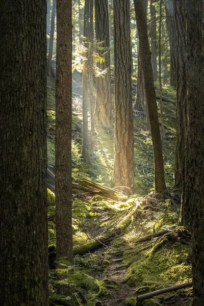 森の丘の太陽の下で輝く背の高い木の閉鎖 — ストック写真