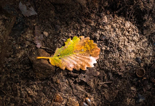 A dry autumn leaf on rocky ground in the wood