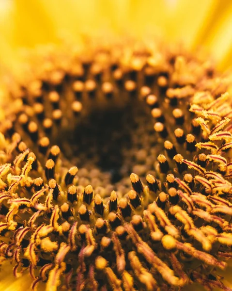 Eine Nahaufnahme Von Der Mitte Der Gelben Sonnenblume — Stockfoto