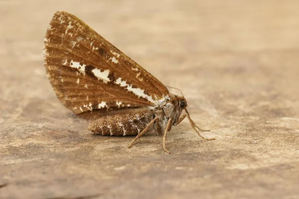 Detailed Closeup Bupalus Piniaria Moth Bupalus Piniaria Sitting Closed Wings — Stock Photo, Image