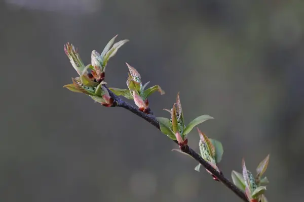 Ramo Germogliato Albero — Foto Stock