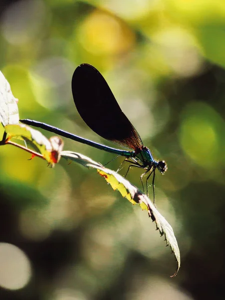 Een Macro Shot Van Een Vlieg Wazige Achtergrond — Stockfoto