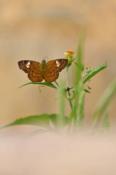 Closeup Black Brown Butterfly Takes Wild Flower Juice — Stock Photo, Image