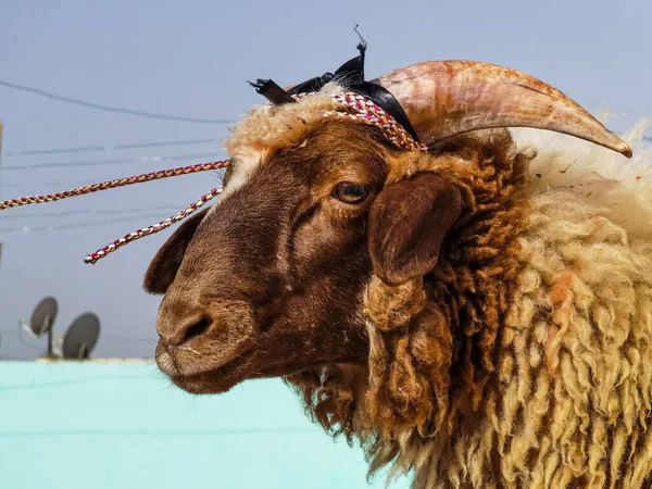 Çatıda Tek Bir Koyun Duruyor — Stok fotoğraf