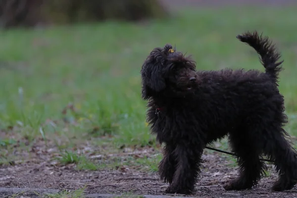 Een Zwarte Hond Een Zomerweide — Stockfoto