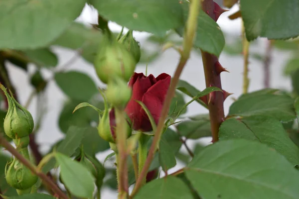 Μια Επιλεκτική Εστίαση Ενός Κόκκινου Τριαντάφυλλου Μπουμπούκι Έναν Κήπο — Φωτογραφία Αρχείου