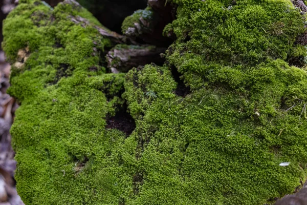 Primo Piano Ceppo Albero Muschiato Una Foresta Sfondi Muschio — Foto Stock