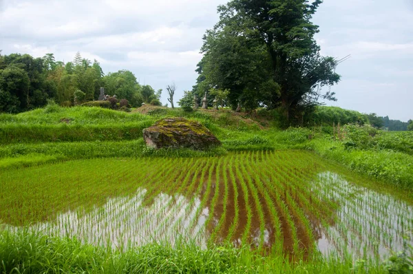 Champ Riz Rempli Eau Oita Japon Sous Lumière Soleil — Photo